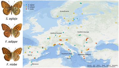 Large-scale spatial variation and phenotypic integration in three Argynnini species inform about functions and evolutionary drivers of butterfly wings